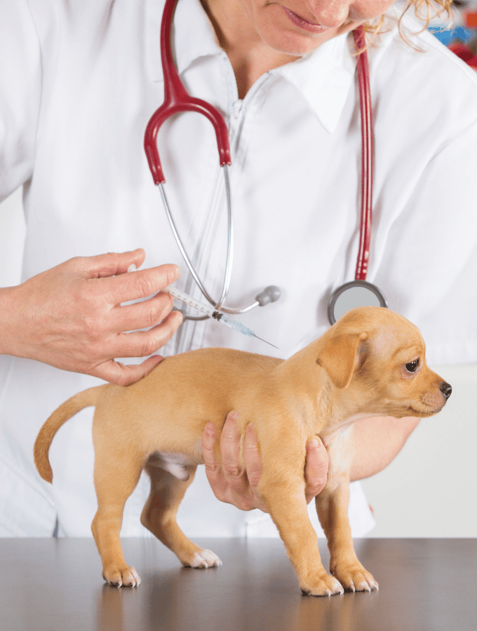 West Ballantyne Animal Hospital Reviews