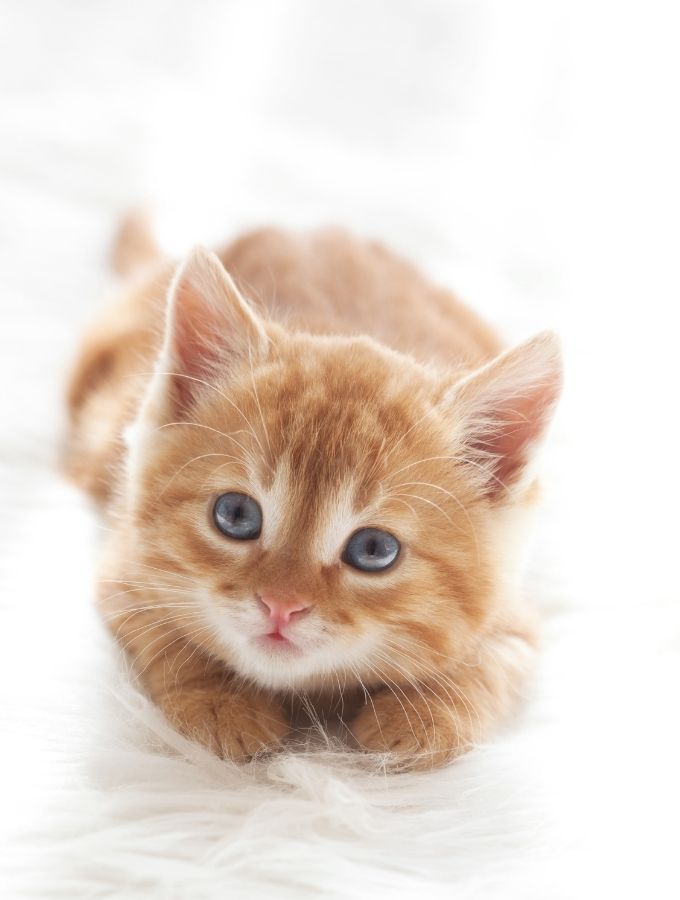 West Ballantyne Animal Hospital Reviews