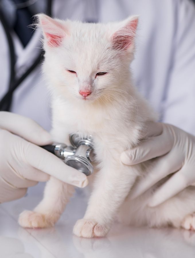 West Ballantyne Animal Hospital Reviews
