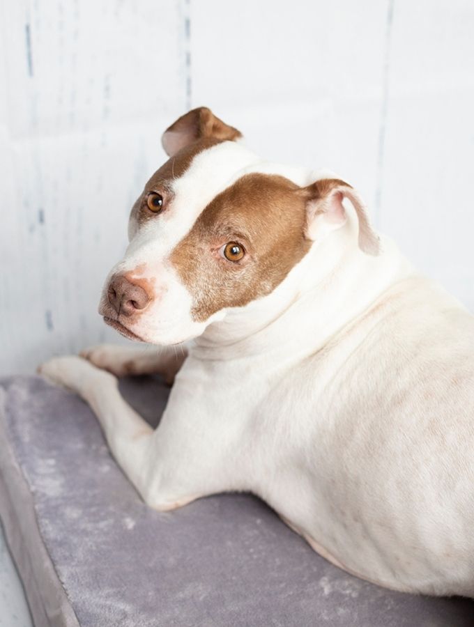 West Ballantyne Animal Hospital Reviews
