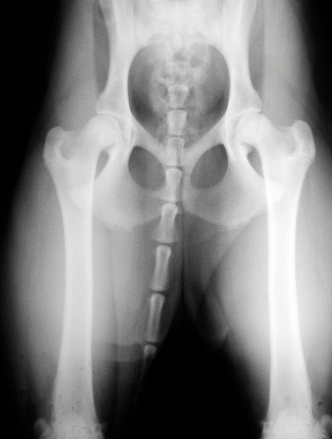 xray (2) West Ballantyne Animal Hospital Reviews