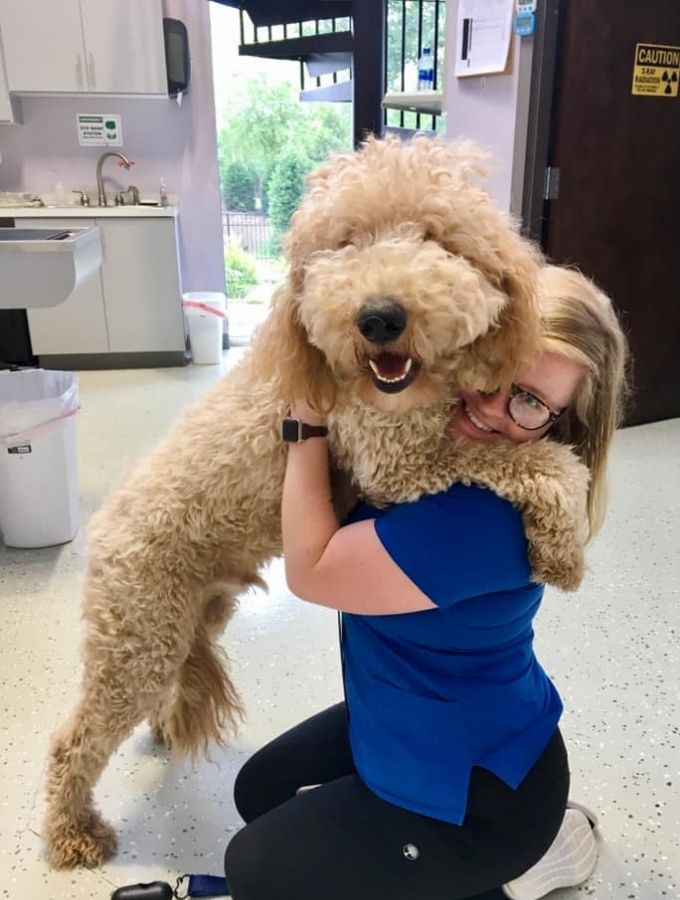 canine West Ballantyne Animal Hospital Reviews