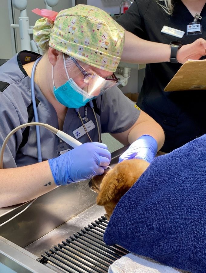 dental (1) West Ballantyne Animal Hospital Reviews