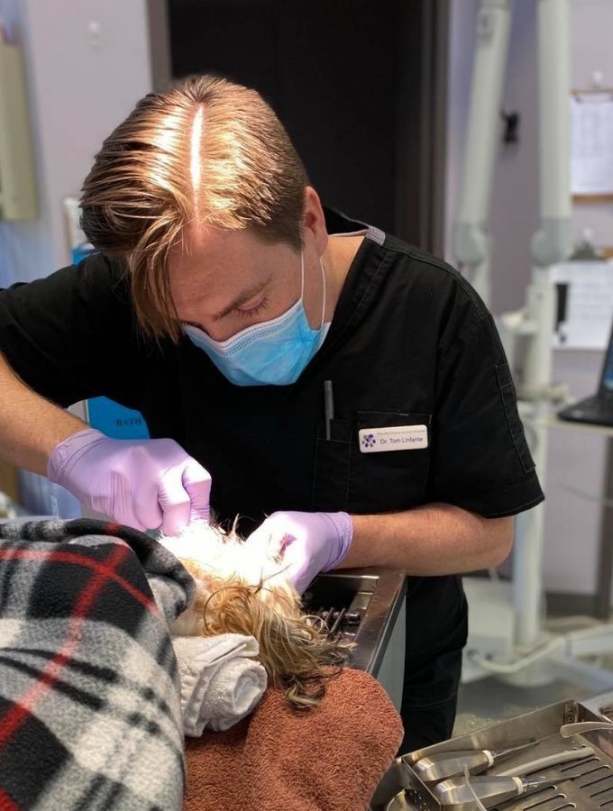 dental02 West Ballantyne Animal Hospital Reviews