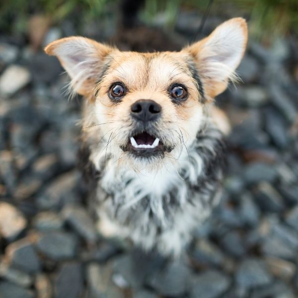 West Ballantyne (2) West Ballantyne Animal Hospital Reviews