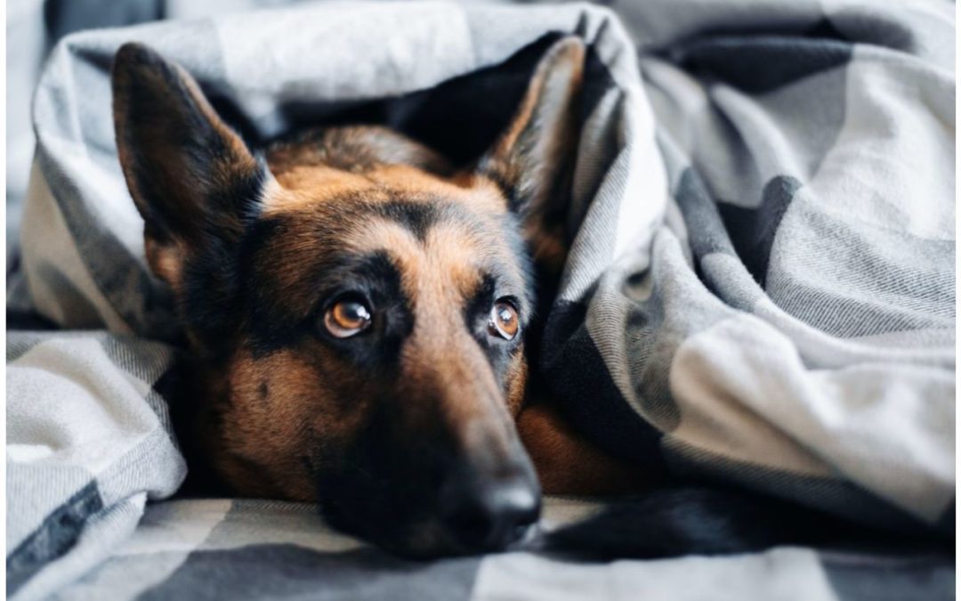 How to Care for Your Senior Pet in the Cold Weather