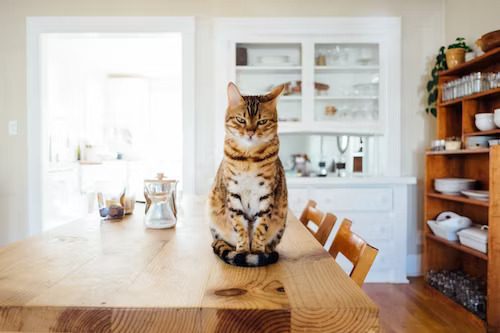 The Therapeutic Benefits of a Cat’s Purr