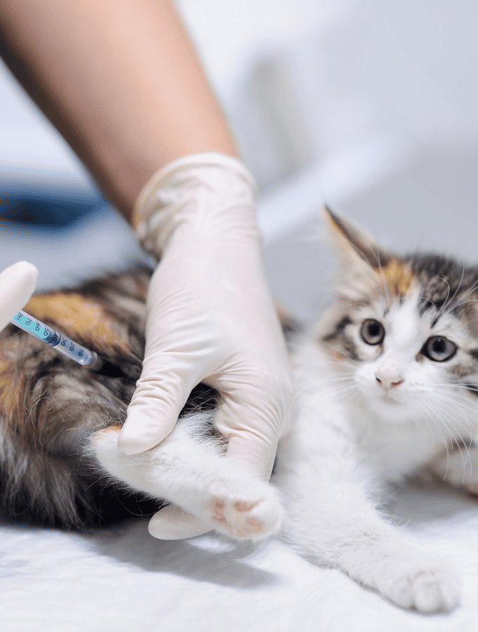 Feline Vaccinations West Ballantyne Animal Hospital Reviews