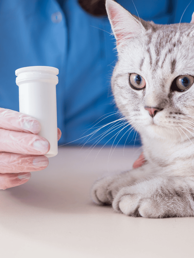 Laboratory Services West Ballantyne Animal Hospital Reviews