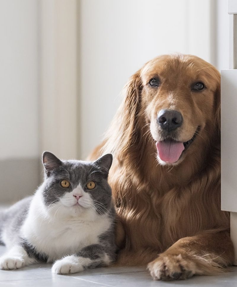 pets (1)
