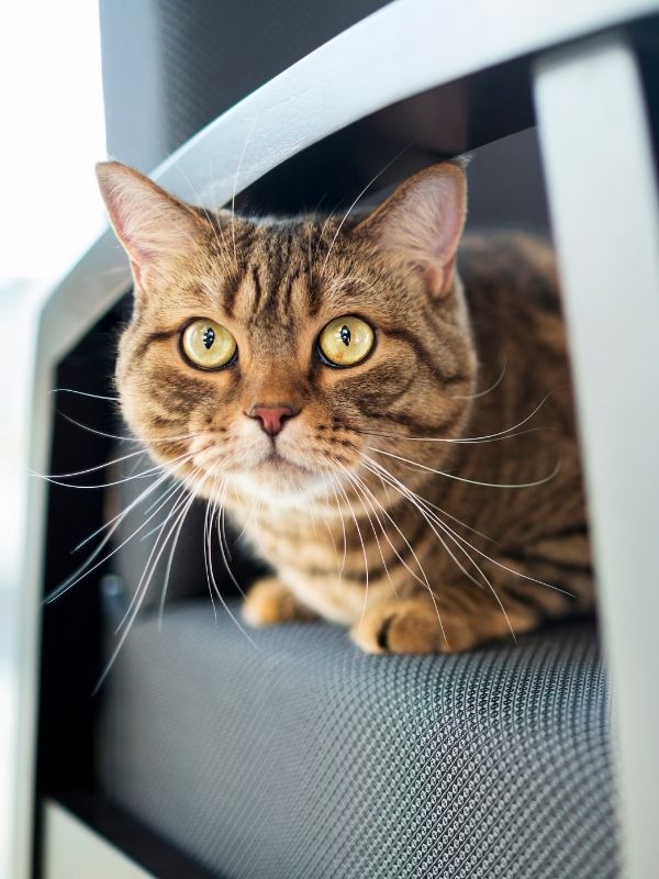 West Ballantyne West Ballantyne Animal Hospital Reviews